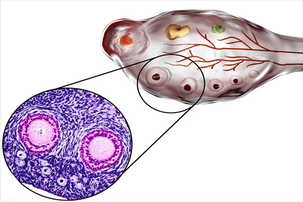 試管嬰兒促排期間注意事項有哪些呢？
