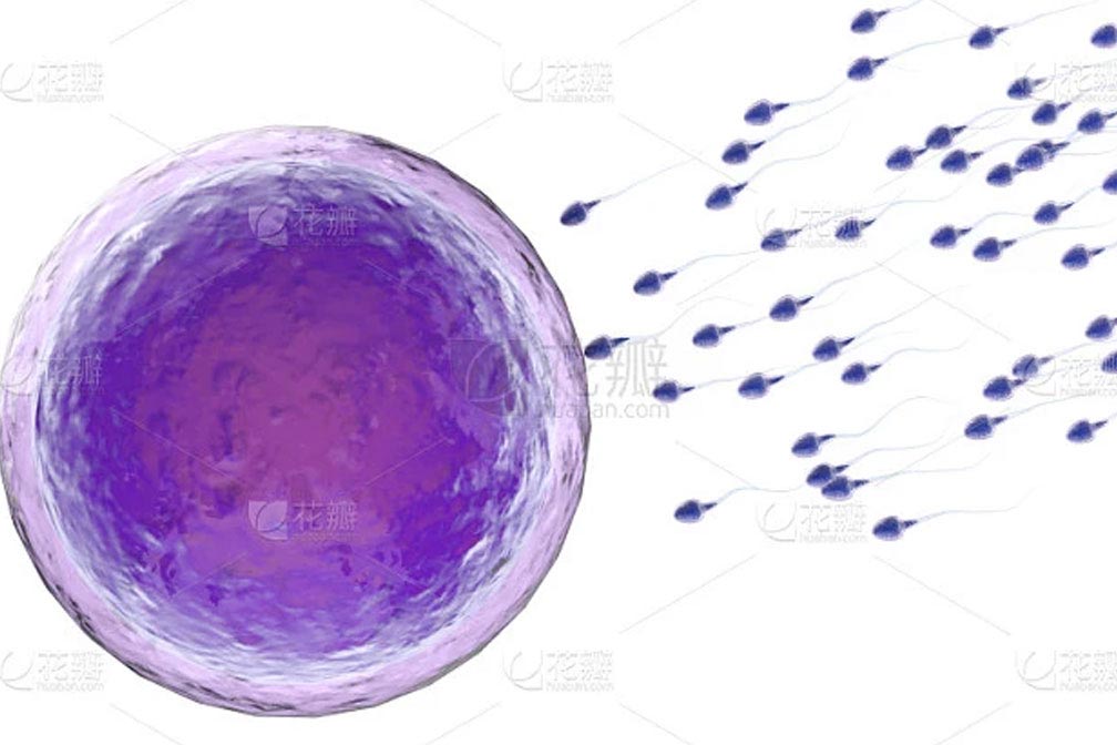 做試管嬰兒不注重卵子質(zhì)量，取再多的卵子也是浪費(fèi)！