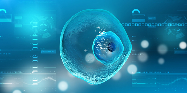 卵細(xì)胞 卵細(xì)胞