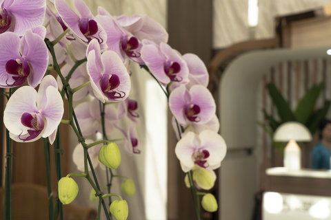 泰國試管嬰兒醫(yī)院怎么預(yù)約掛號(hào)？泰國試管嬰兒醫(yī)院預(yù)約流程