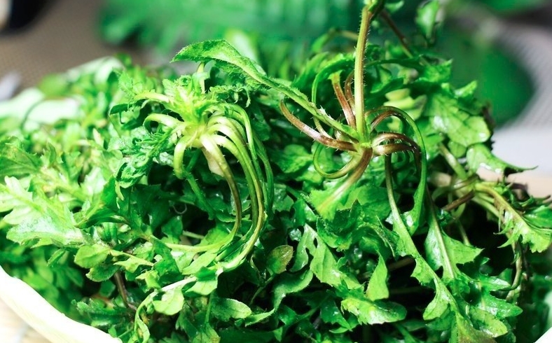 薺菜哪些人不能吃？薺菜的功效和禁忌有哪些？