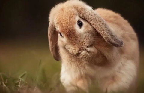 孕婦不能吃什么肉類食物？孕婦十大禁忌肉類