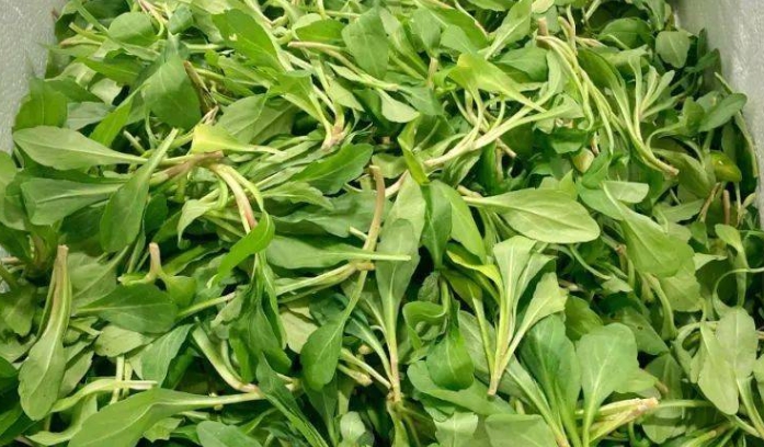 馬蘭頭哪些人不宜吃？馬蘭頭的功效與禁忌