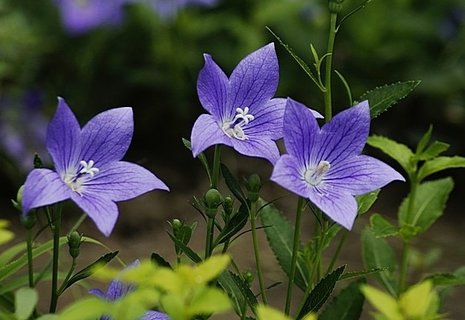 桔梗哪些人不能吃？桔梗不能和什么一起吃？