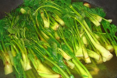 刺嫩芽哪些人不能吃？刺嫩芽的功效與禁忌