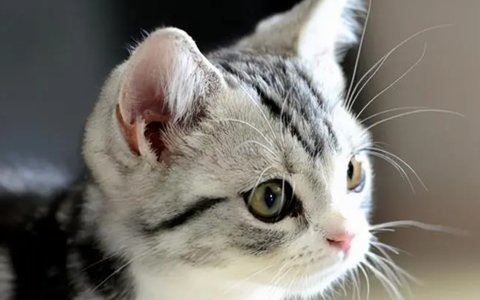 油耳怎樣才能變干耳？油耳變干耳小秘方