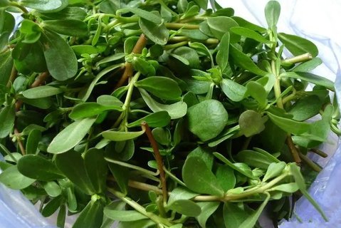 哪些人不適合吃馬齒菜？三種人不宜吃馬齒菜