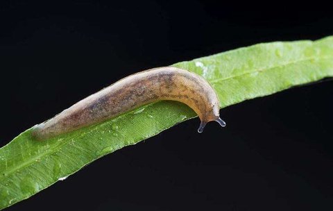 蛞蝓對(duì)人體有什么危害？鼻涕蟲對(duì)人體的危害