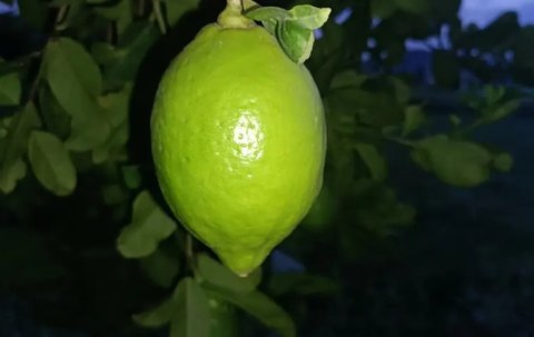 香水檸檬和普通檸檬有什么區(qū)別？香水檸檬的功效與作用