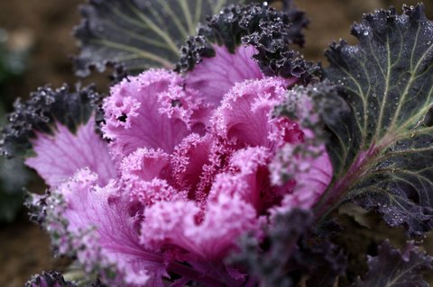 葉黃素含量高的羽衣甘藍