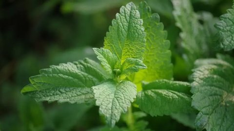 薄荷減肥餐有用嗎？薄荷21天減肥全餐食譜