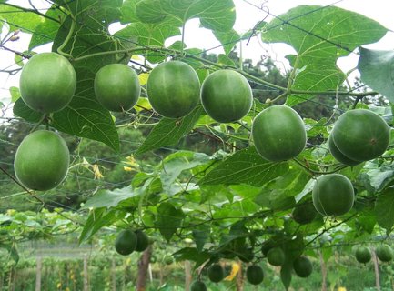 羅漢果糖真的不升血糖嗎？羅漢果糖是0卡嗎？