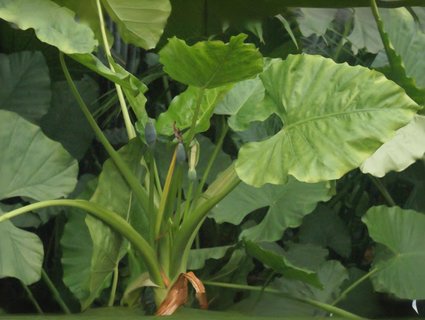 滴水觀音的毒性有多大？滴水觀音哪里毒性最強？