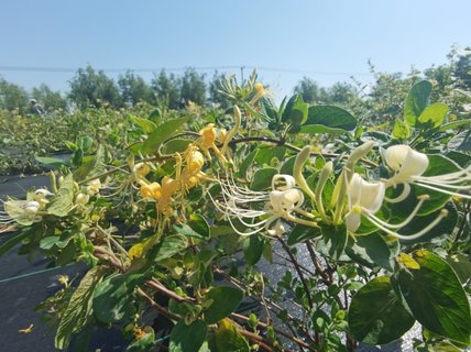 金銀花對(duì)身體有什么好處？金銀花的功效與作用及禁忌