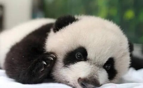 黑眼圈太重了怎么快速消除？去除黑眼圈的小妙招！