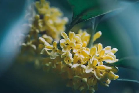 桂花有哪些功效與作用？桂花的功效作用和禁忌