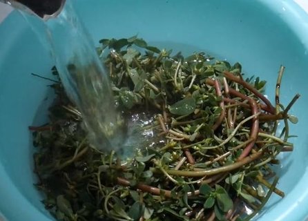 馬齒莧怎樣洗頭發(fā)最好？馬齒莧洗頭的功效與作用及禁忌