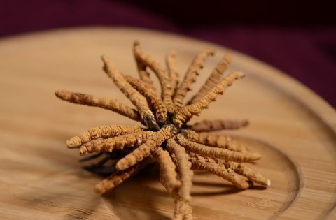 金蟲草怎么吃法最好吃？金蟲草的正確吃法及用量