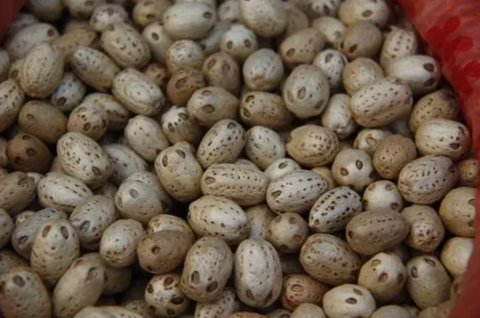 五眼果怎么食用最好？五眼果的功效與作用