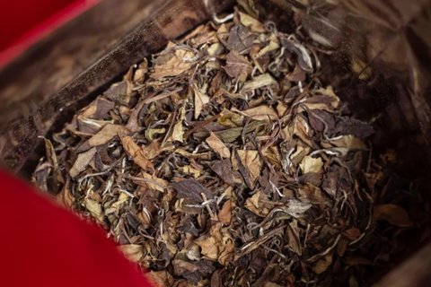 老白茶是涼性還是熱性？老白茶的功效與作用