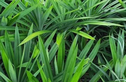 斑斕葉孕婦可以吃嗎？斑斕葉的禁忌人群