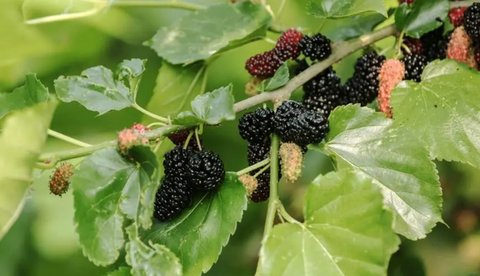 桑葚五黑茶可以美白嗎？桑葚五黑茶的功效與作用