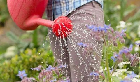 啤酒澆花有什么作用？啤酒澆花的作用和功效