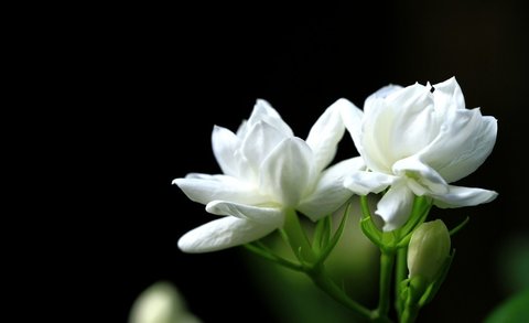 茉莉花香對(duì)人體有什么影響？茉莉花香的功效與作用