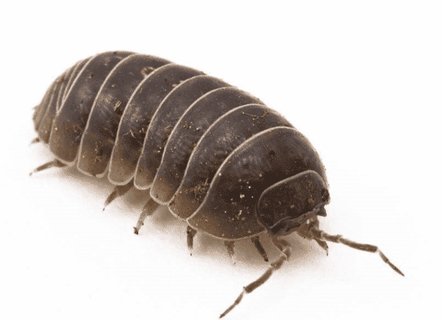 潮蟲能治什么??？潮蟲的功效與作用