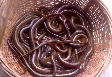 黃鱔哪些人群不宜吃？黃鱔四種人不能吃