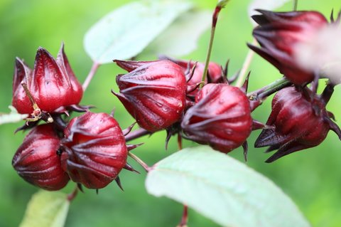 洛神花和什么搭配最佳？洛神花的十大最佳搭配