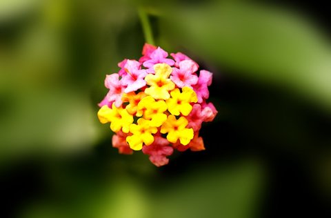 五色花可以治皮膚瘙癢癥嗎？五色花的功效和作用