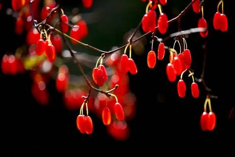 山茱萸和什么搭配泡水喝最好？山茱萸泡水喝的正確方法