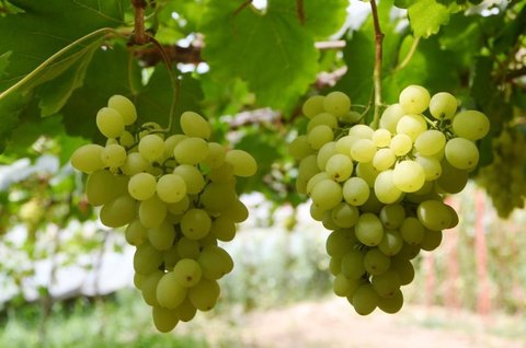 吃小龍蝦不能和什么水果一起吃？吃小龍蝦不宜吃6種水果