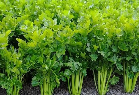 芹菜是熱性還是涼性？芹菜的性能功效與作用