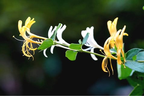 金花茶的副作用太大了怎么辦？金花茶的副作用和禁忌