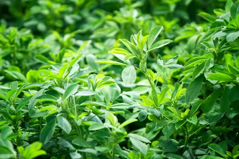 苜蓿什么人不適合吃？吃苜蓿的禁忌和副作用