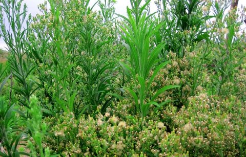 飛蓬草洗頭有啥作用？飛蓬草洗頭的功效與作用