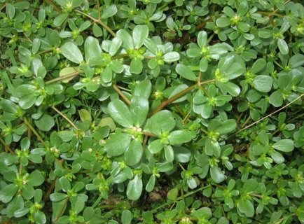 馬齒莧對(duì)皮膚病有什么作用？馬齒莧治5種皮膚病