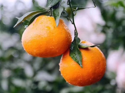 耙耙柑吃多了有什么問題？耙耙柑的作用與功效