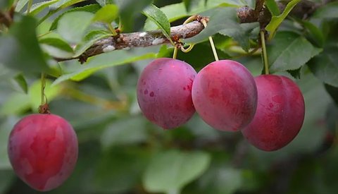 李子是上火的還是降火的？李子的性質(zhì)與功效