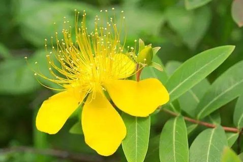 貫葉金絲桃有什么作用？貫葉金絲桃的功效與作用