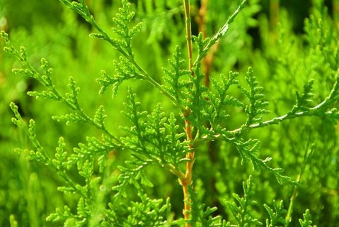 側(cè)柏葉熬水洗頭用新鮮的還是干的？側(cè)柏葉熬水洗頭發(fā)的正確方法