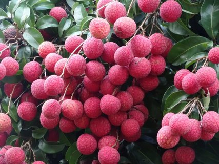 荔枝放冷藏還是冷凍保存好？荔枝的保存最佳方法