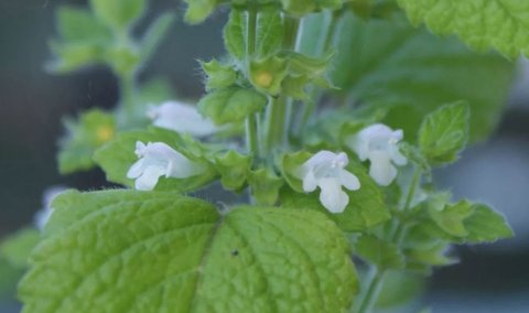 香蜂草精油有什么作用？香蜂草精油的功效與作用