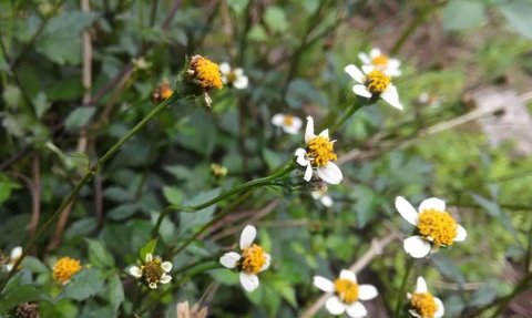 白花鬼針草有什么藥用價值？白花鬼針草的功效與作用