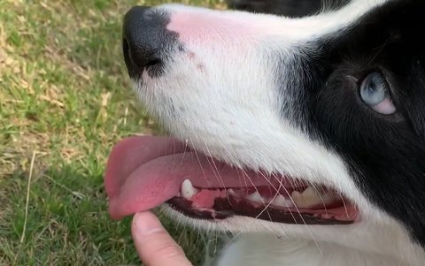 大舌頭怎么能矯正？大舌頭矯正最簡單方法