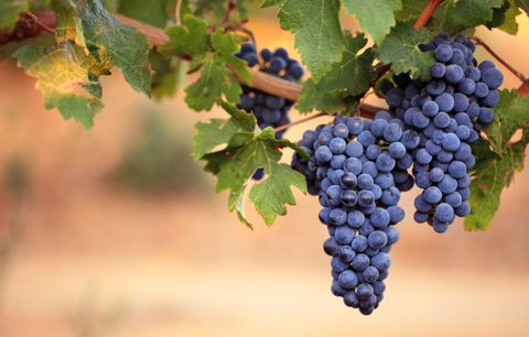 葡萄
