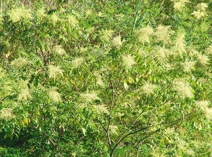 五倍子治早迣怎么用？五倍子治療早泄的經(jīng)歷