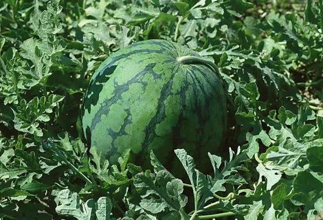 低血壓不宜吃哪些蔬菜水果？低血壓不宜吃6種水果蔬菜